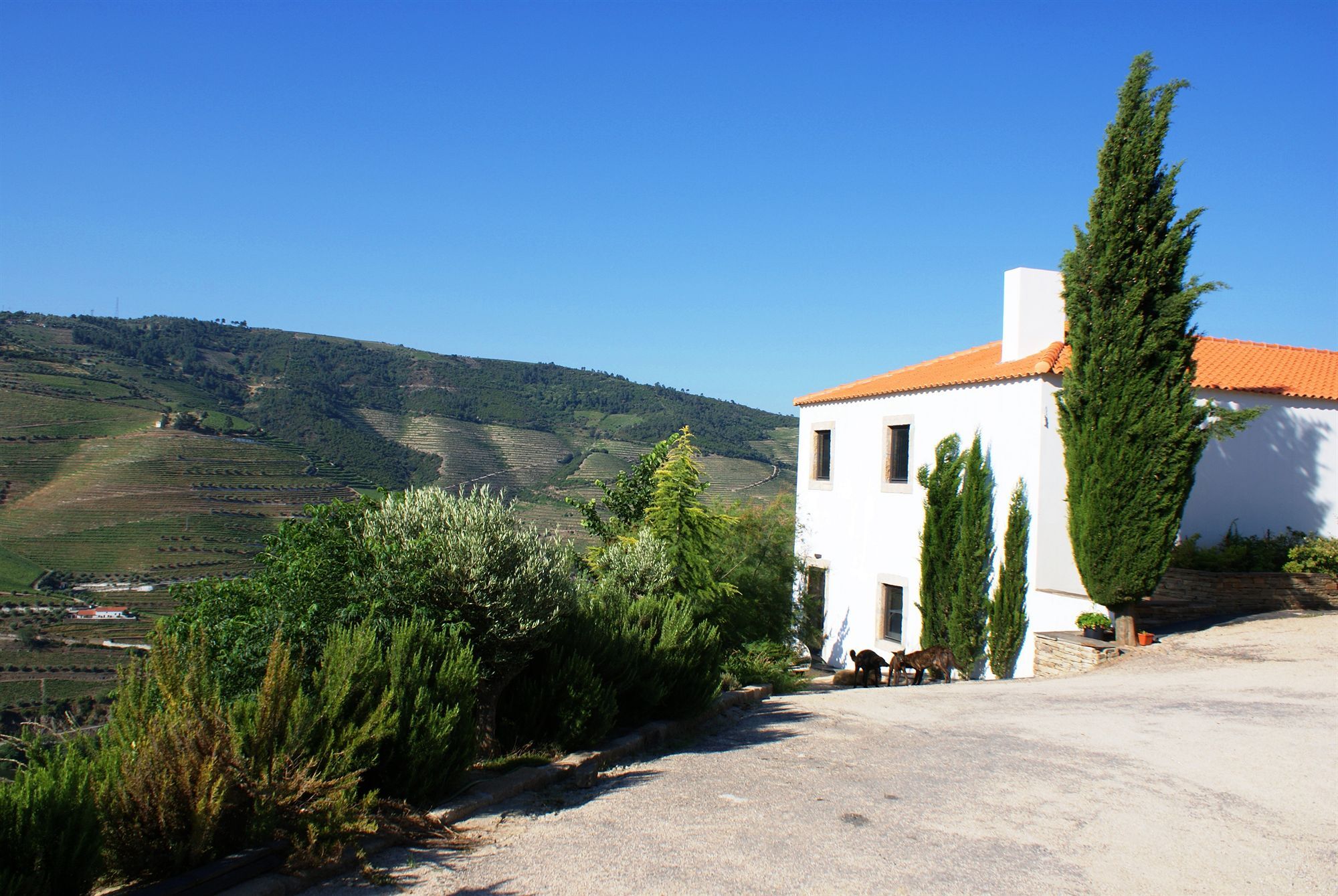 Bed and Breakfast Quinta Da Veiga Covas do Douro Zewnętrze zdjęcie